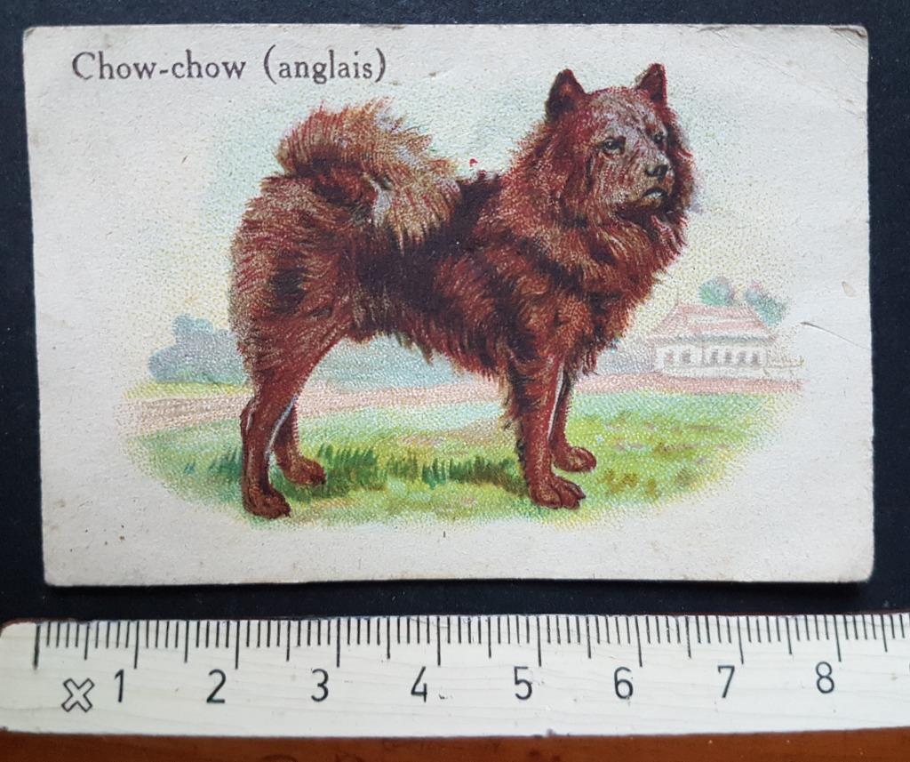Chromo Chicorée Bleu Argent Arlatte Cambrai Chow-Chow, Verzamelen, Ophalen of Verzenden, Gebruikt, Dier, Prent