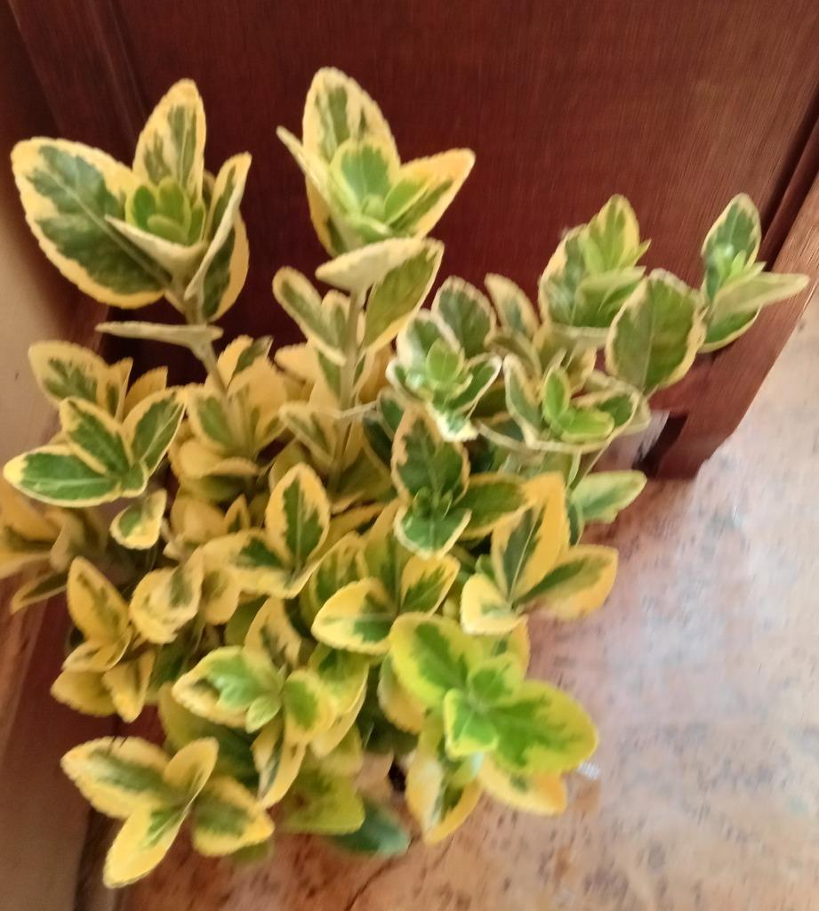 Euonymus, Enlèvement