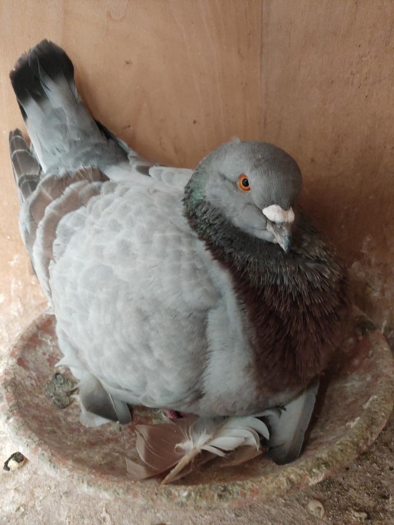 Pigeons king, Animaux & Accessoires, Oiseaux | Pigeons, Plusieurs animaux, Autres espèces