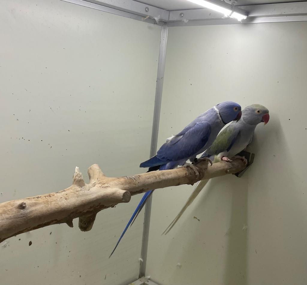 Opaline wkws halsband parkiet halsbandparkieten kweekkoppel, Meerdere dieren, Parkiet, Geringd