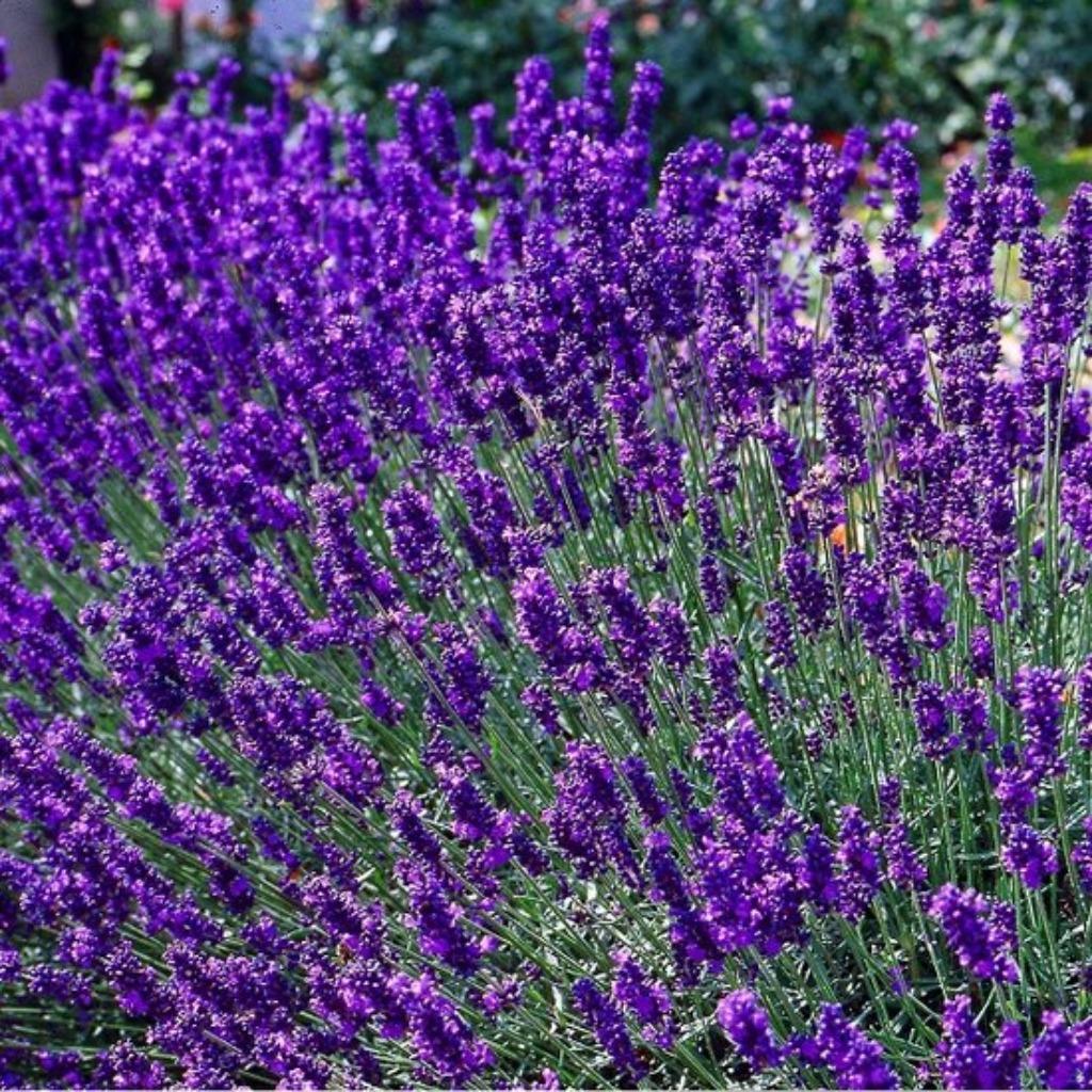 LANVENDEL   4  SOORTEN  OP VOORRAAD, Tuin en Terras, Planten | Tuinplanten, Bodembedekkers, Volle zon, Vaste plant, Ophalen of Verzenden