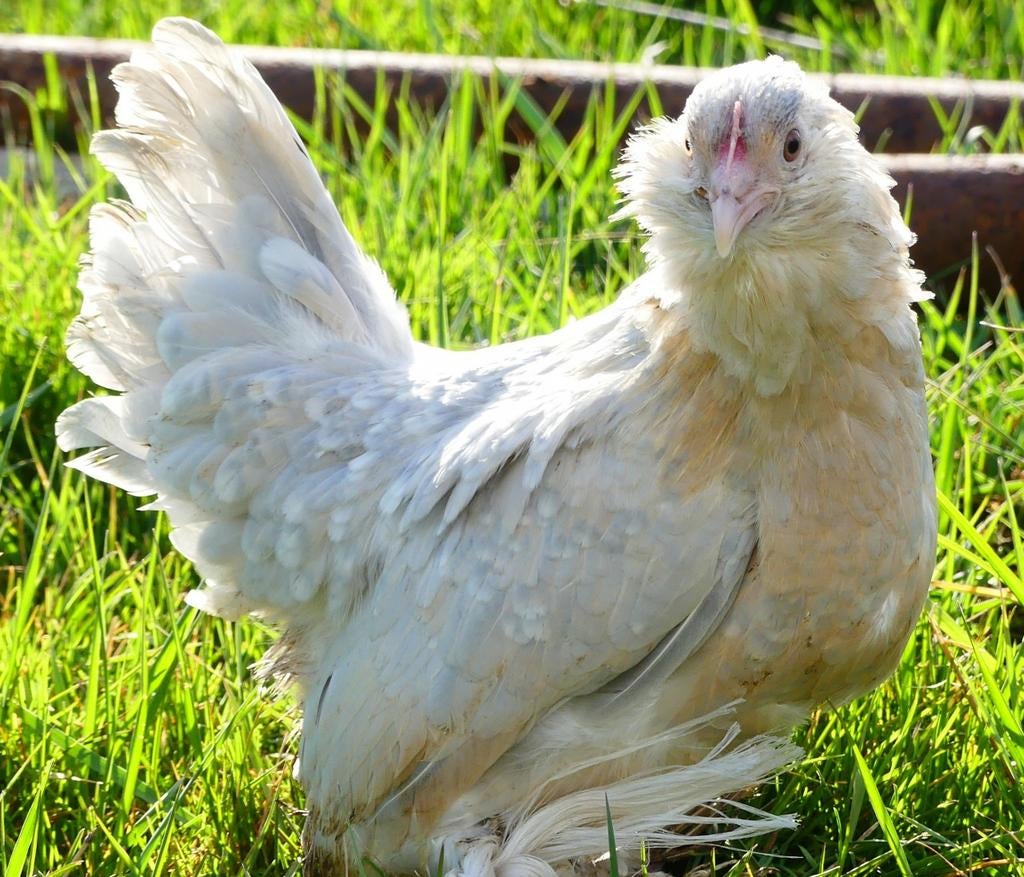 Ukkelse baardkrielen kippen jonge hennen beschikbaar