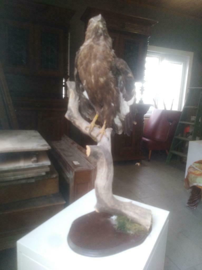 Roofvogel te koop, Ophalen