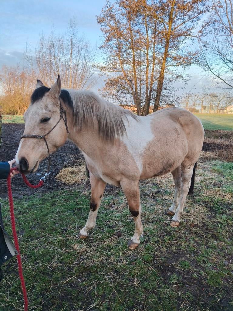 Paint Merrie te koop, Dieren en Toebehoren, Paarden, Merrie, Minder dan 160 cm, Met stamboom, Zadelmak