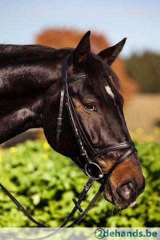 Hoofdstel paarden Agrodieren, De beste prijzen, Dieren en Toebehoren, Ophalen of Verzenden, Nieuw
