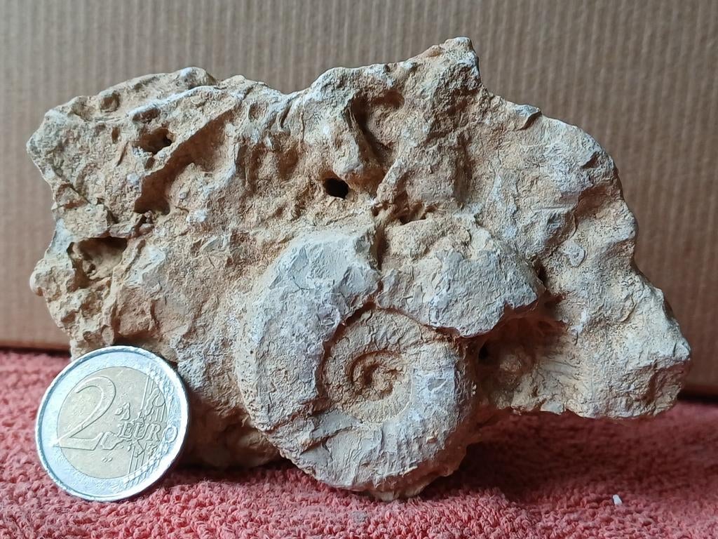Choisissez parmi 7 ammonites - France, Enlèvement ou Envoi, Fossile