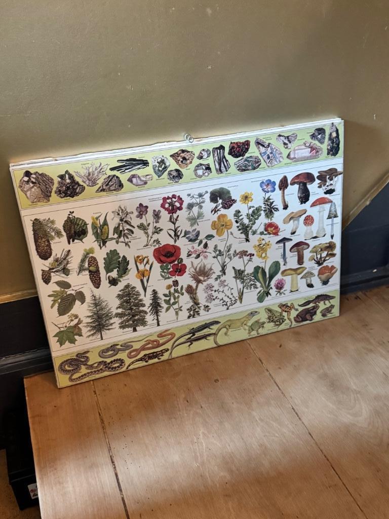 Affiche scolaire ancienne sur les plantes et les fleurs, Antiquités & Art, Enlèvement