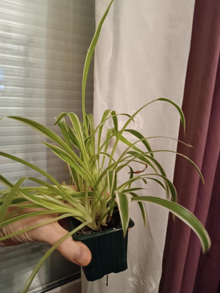 Plante Chlorophytum comosum (plante araignée), Enlèvement, Autres espèces