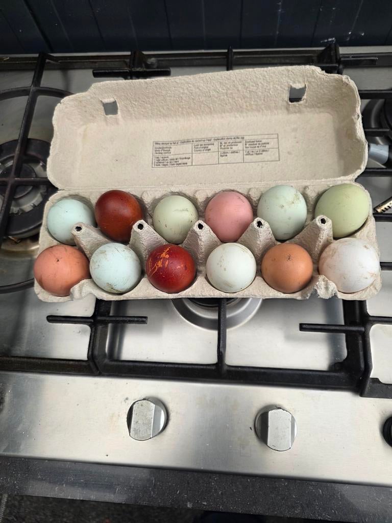 Broedeieren mix, Dieren en Toebehoren