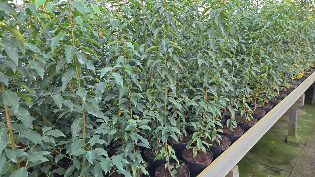 Fuseaux de Prunus lusitanica angustifolia et brenelia, Enlèvement ou Envoi, Laurier