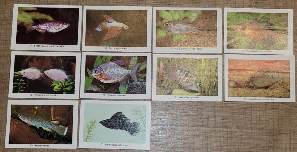 10 oude fotoprentjes reeks Exotische aquariumvissen (Rizla), Collections, Enlèvement ou Envoi, Utilisé, Animal, Gravure