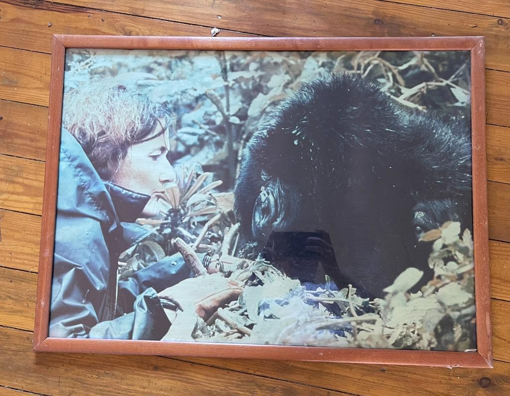 Foto's Diane Fossey, Verzamelen, Foto's en Prenten, Ophalen, 1960 tot 1980, Foto, Zo goed als nieuw
