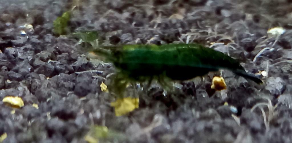 Green Jade EXTREEM (Nocaridina), Homard, Crabe ou Crevette, Poisson d'eau douce, Banc de poissons