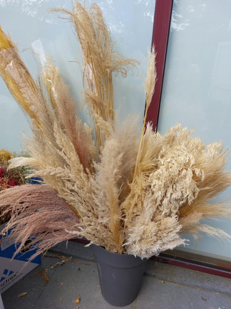 pakket van 30 stelen pampas in verschillende tinten, Ophalen of Verzenden, Nieuw