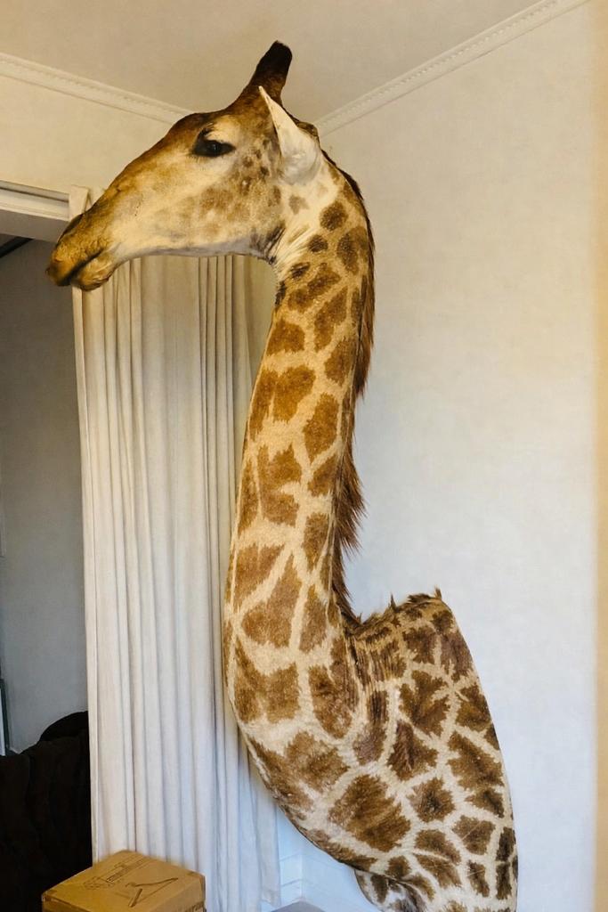 Girafe de taxidermie, Enlèvement, Comme neuf, Autres, Animal empaillé