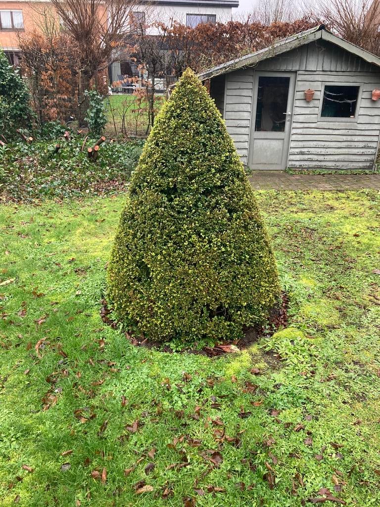 Buxus, Ophalen, Buxus