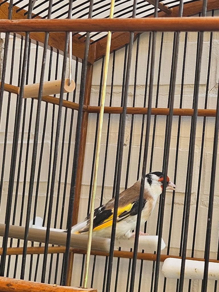 Distelvink te koop, Dieren en Toebehoren, Mannelijk