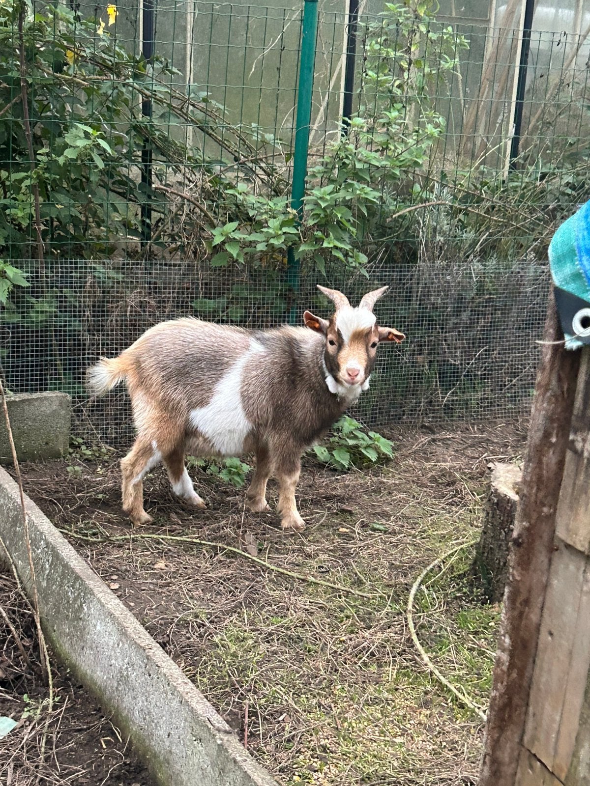 2 Geiten, Dieren en Toebehoren, Mannelijk, Geit, 0 tot 2 jaar