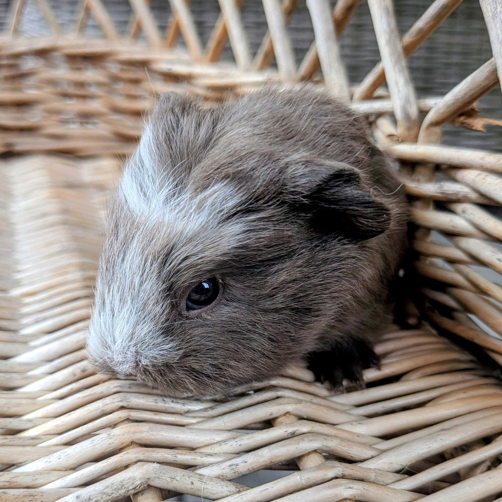 Ch Teddy baby cavia zeug meisje, Dieren en Toebehoren, Cavia, Juli, Vrouwelijk, Tam