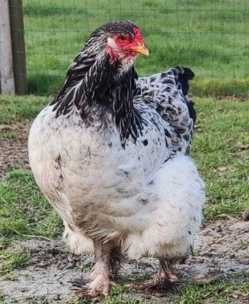 Brahma hen uit tentoonstelling lijn, Décembre