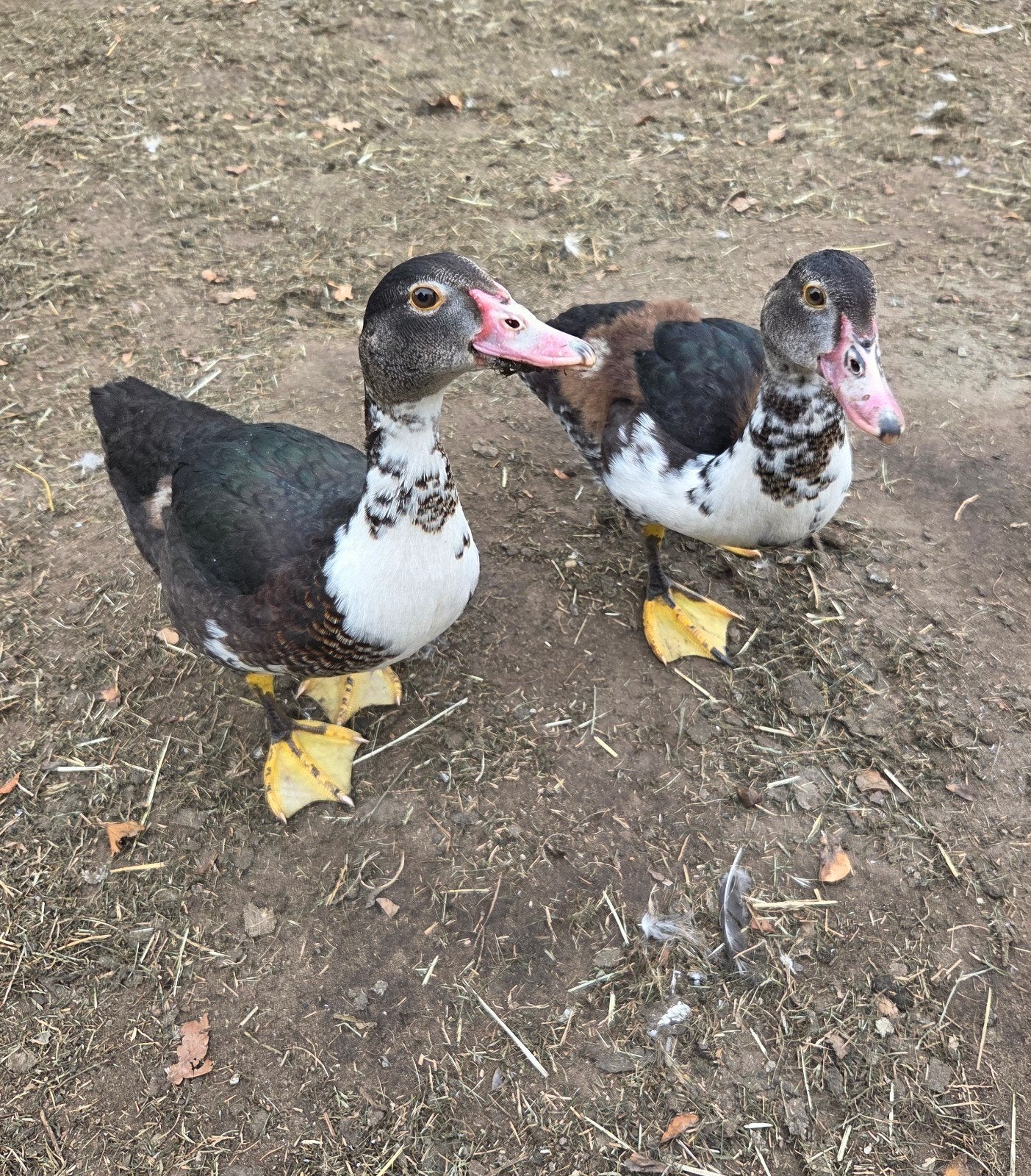 Barbarie Eenden, Canard