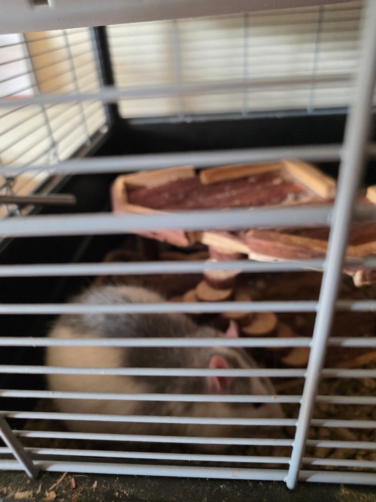 Twee mannelijke ratten met grote kooi, Animaux & Accessoires, Rongeurs, Rat, Mâle, Domestique, Janvier