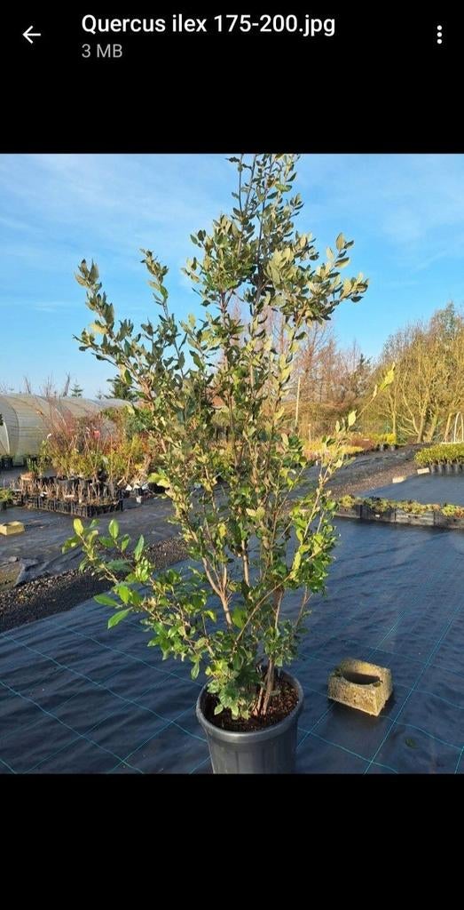 ‼️Quercus ilex meerstammig aan promoprijzen ‼️, Enlèvement