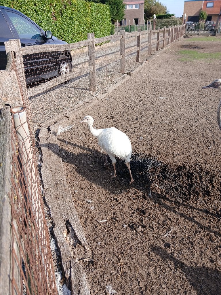 Witte nandoe kuikens, Dieren en Toebehoren, Meerdere dieren, Overige soorten