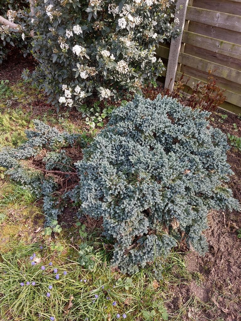 laagblijvende sierconifeer Chamaecyparis p. "Blue Moon", Jardin & Terrasse, Plantes | Arbustes & Haies, Enlèvement, Autres espèces