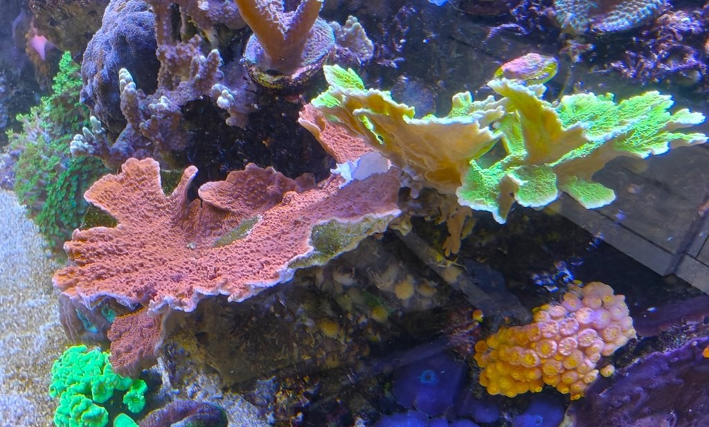 Montipora Rood/groen, Dieren en Toebehoren, Overige typen, Zoutwatervis