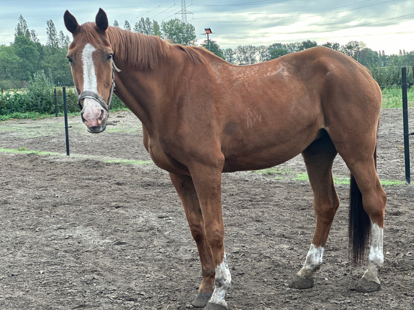 Brave merrie, Dieren en Toebehoren, Merrie