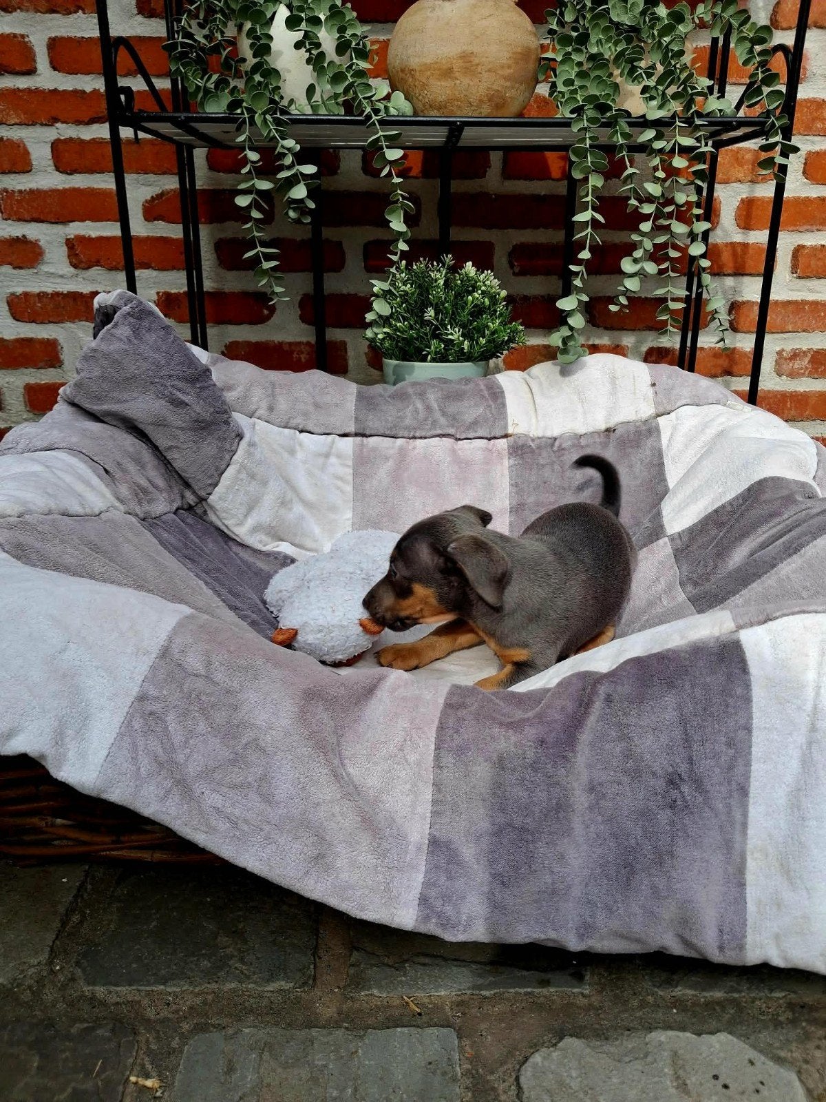 blue en tan jack russell, Dieren en Toebehoren, Honden | Jack Russells en Terriërs, België, Particulier, 8 tot 15 weken, Eén hond