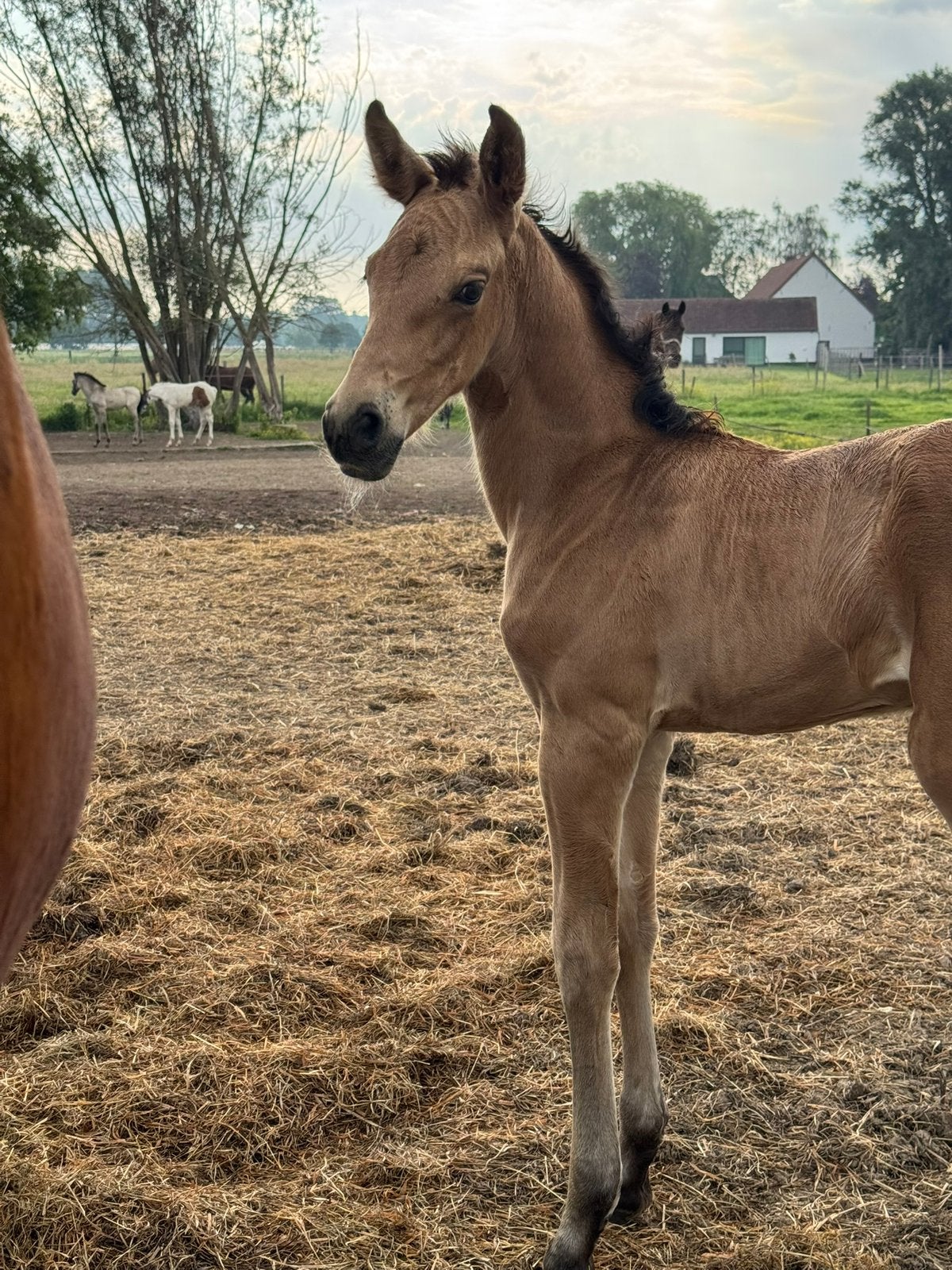 2 PRE veulens, Dieren en Toebehoren, Hengst, M
