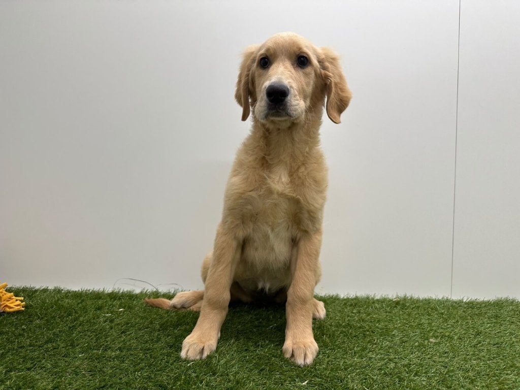 Golden Retriever pups, Dieren en Toebehoren, Golden retriever, België, 8 tot 15 weken, CDV (hondenziekte)