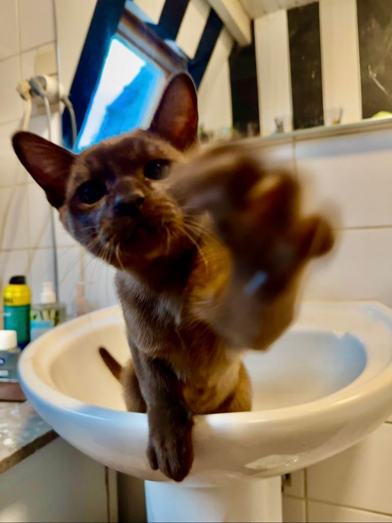 Europese Burmese, Dieren en Toebehoren, Katten en Kittens | Raskatten | Korthaar, Kater, Gechipt, 0 tot 2 jaar