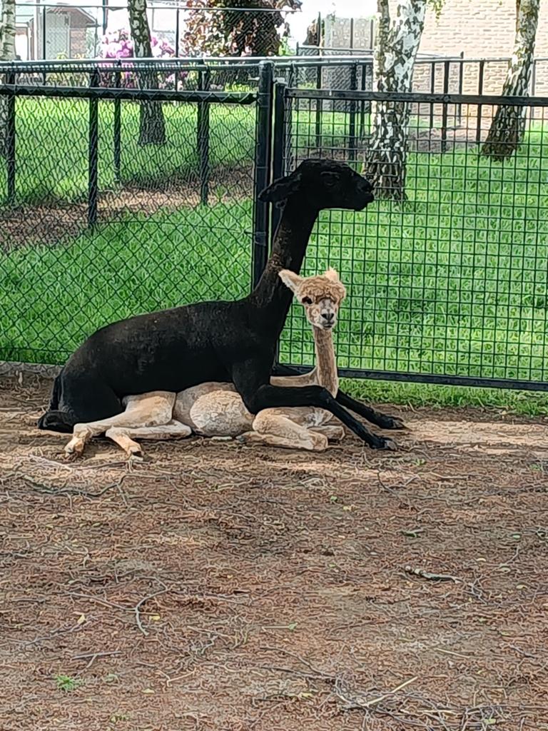 Drachtige Alpaca merrie, Dieren en Toebehoren, Overige Dieren, Juni, Vrouwelijk