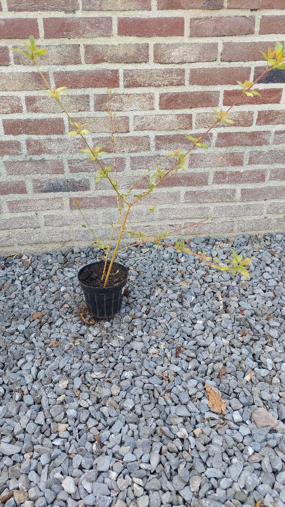 rode kornoelje, Cornus sanguinea ‘Midwinter Fire’, Jardin & Terrasse, Plantes | Arbustes & Haies, Enlèvement, Autres espèces, Arbuste