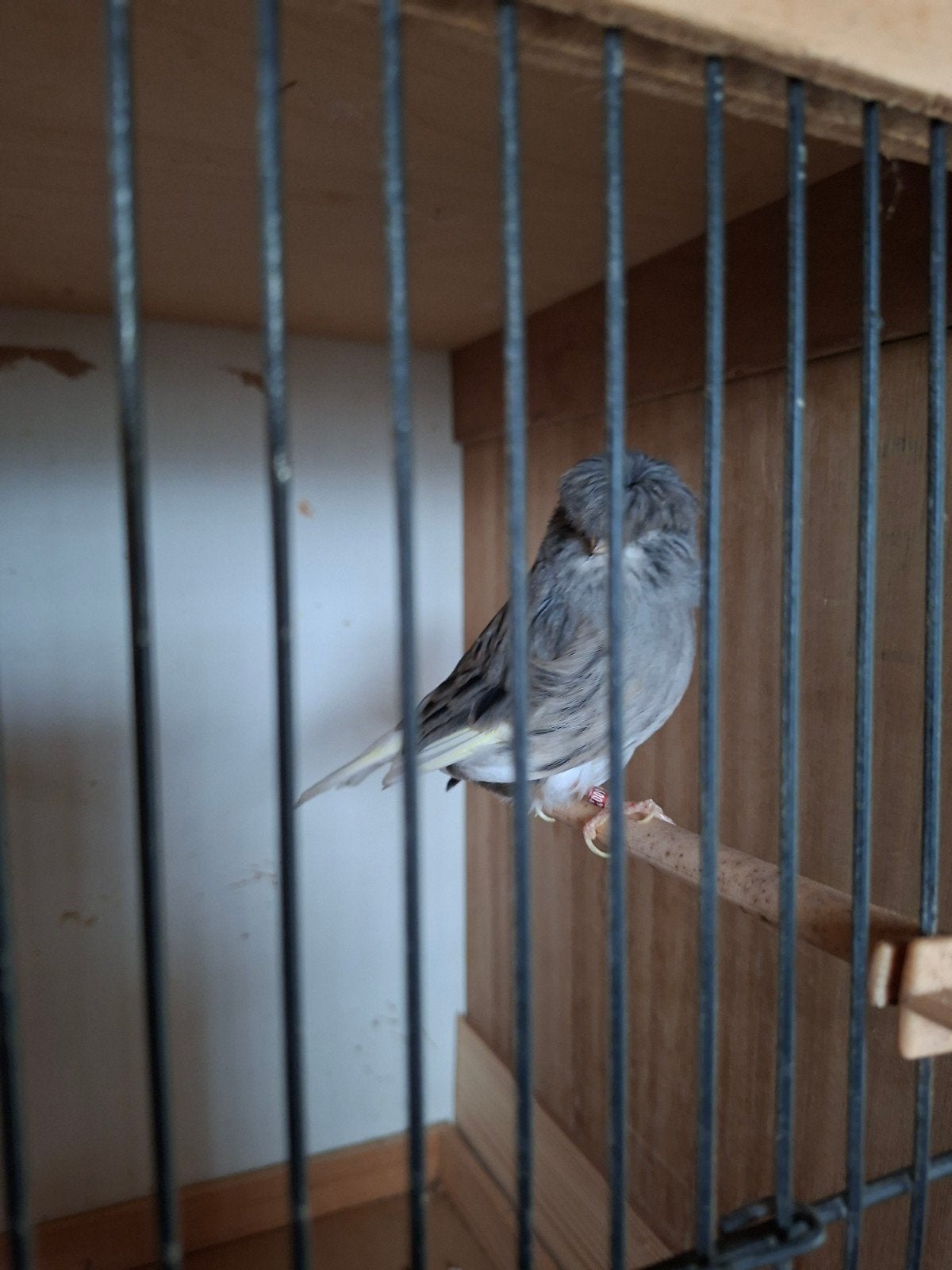Gloster, Animaux & Accessoires
