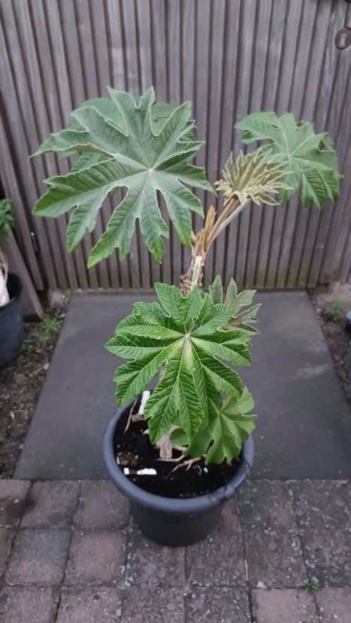 Tetrapanax, Tuin en Terras, Volle zon, Vaste plant, Zomer, Ophalen
