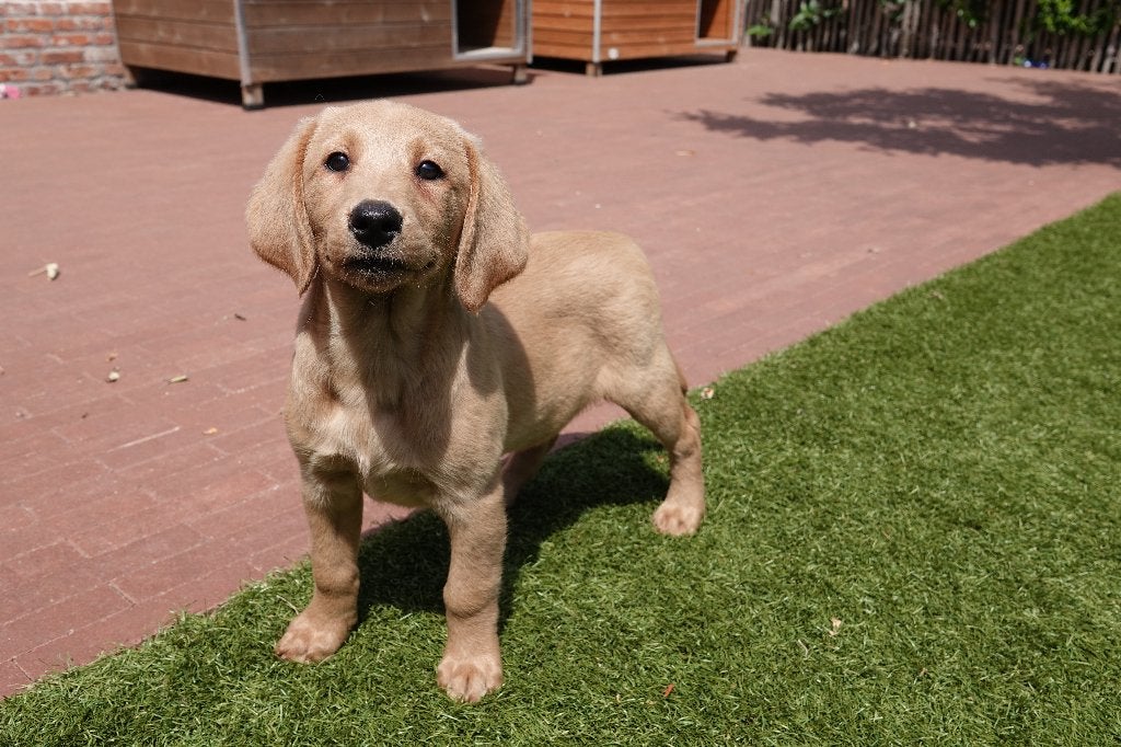 Abrikoze Labradoodle pups (type labrador), met stamboom, Dieren en Toebehoren, Parvo, België, Overige rassen, 8 tot 15 weken