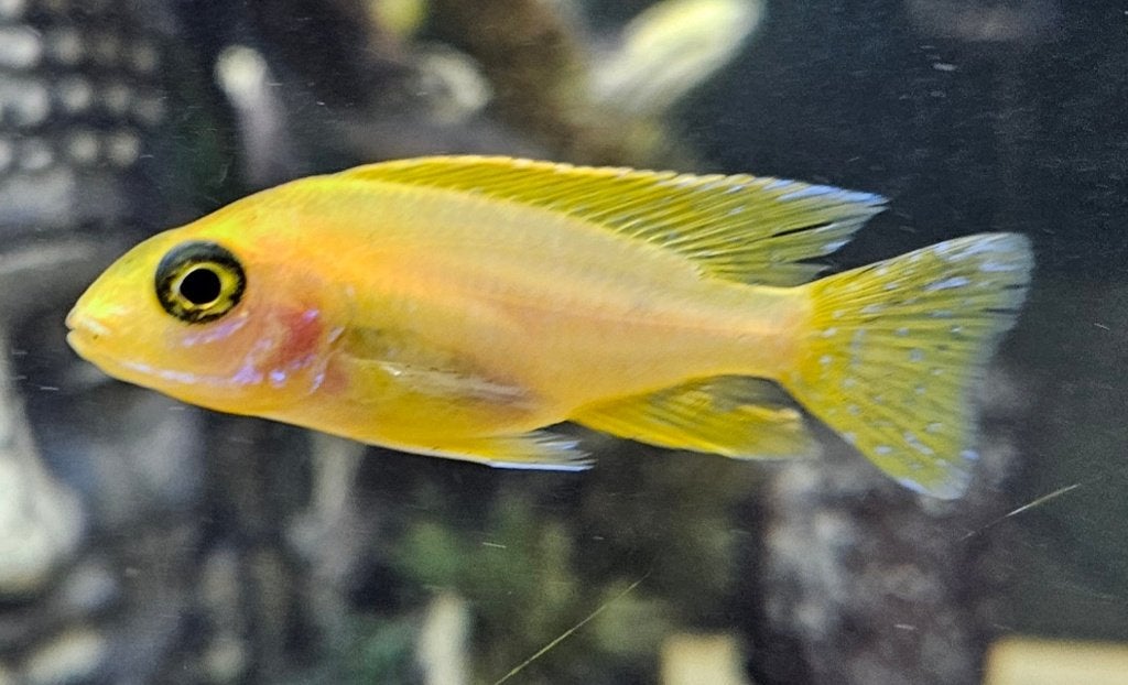 Aulonocara fire fish, Dieren en Toebehoren, Vis, Zoetwatervis