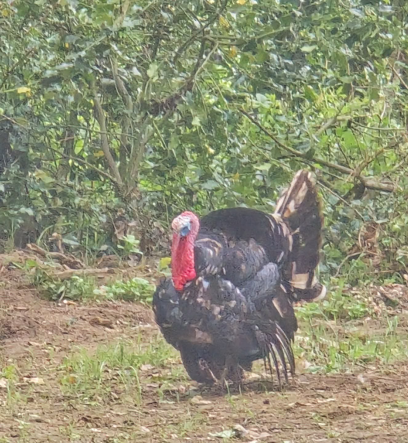 kalkoen, Dieren en Toebehoren, Pluimvee, Kalkoen