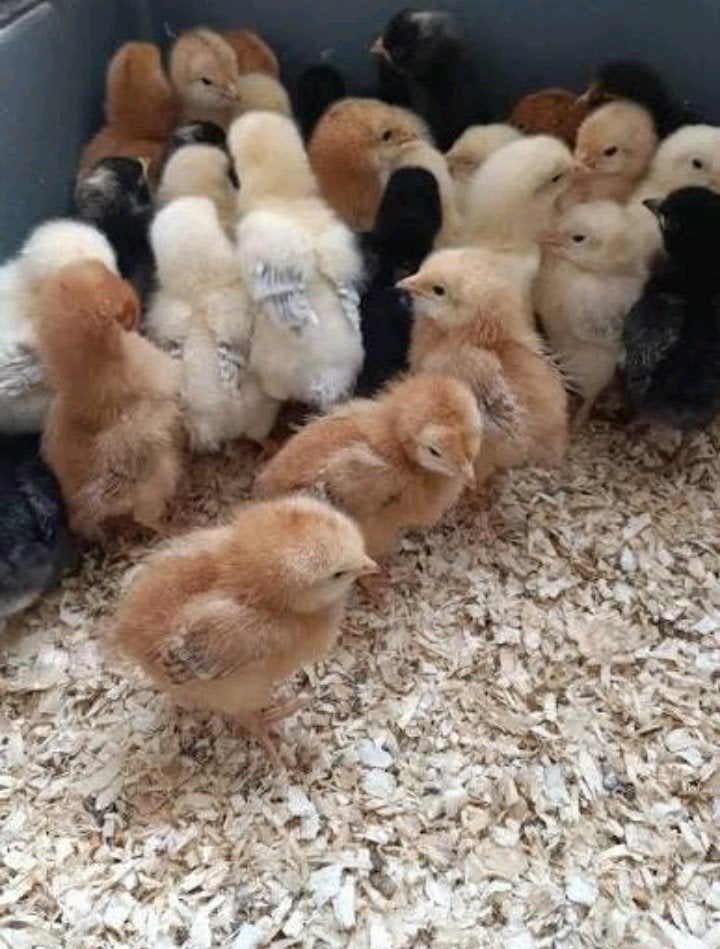 Verschillende soorten eendagskuikens beschikbaar️, Animaux & Accessoires, Volatiles