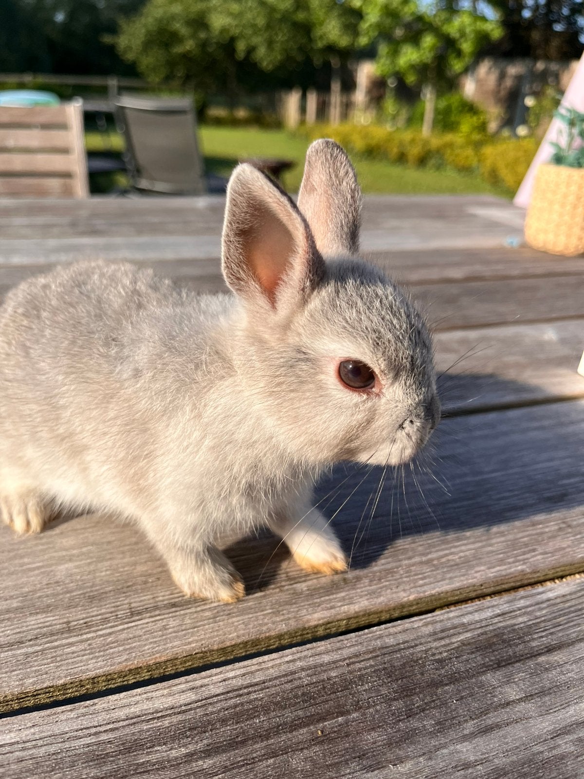 Dwergkonijntje, Dieren en Toebehoren, Konijnen, Mannelijk, Dwerg