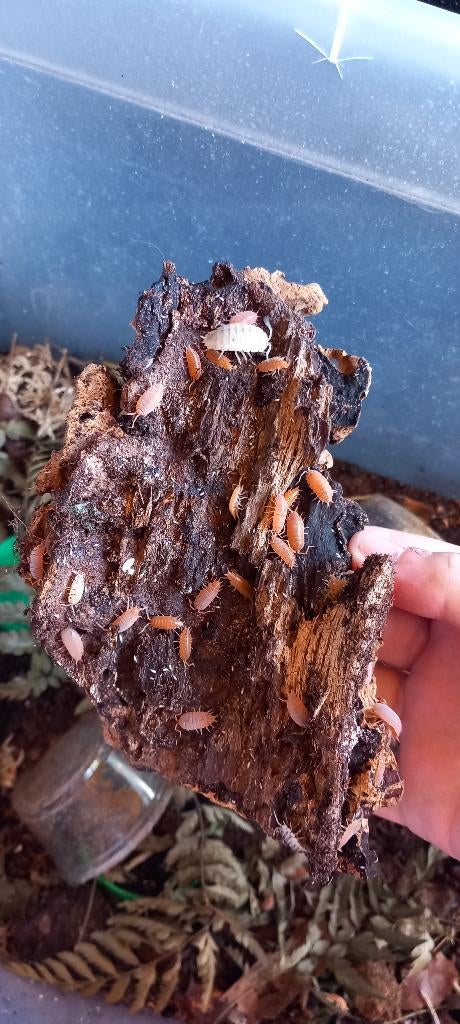 Verschillende isopods/pissebedden (clean up crew), Dieren en Toebehoren, Overige soorten