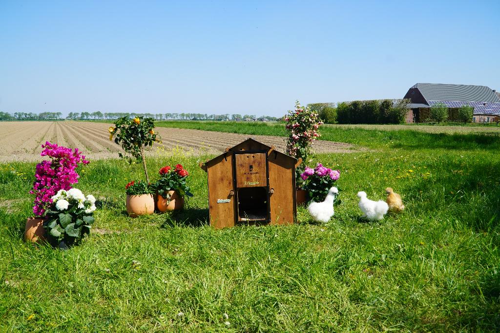 Trespa Kippenhok Cucciolotta | Mignon, Animaux & Accessoires, Enlèvement ou Envoi, Neuf, Poulailler