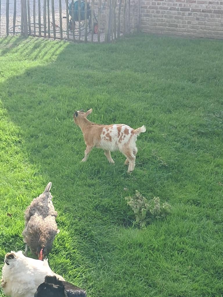 Dwerggeit bokjes, Dieren en Toebehoren, Schapen, Geiten en Varkens