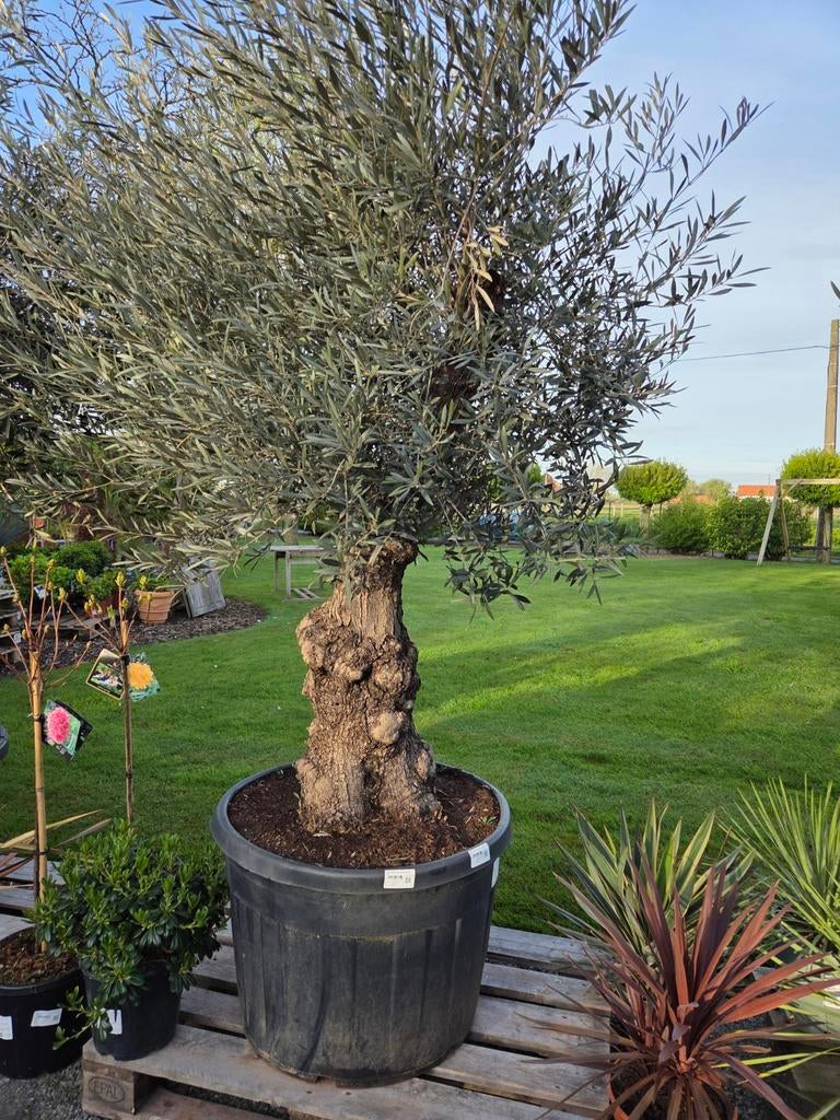 Olijfboom Olea Europaea, Tuin en Terras, Ophalen, Olijfboom