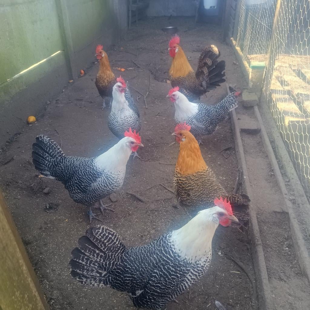 Broedeieren Kempisch hoen / Campine, Dieren en Toebehoren, Pluimvee