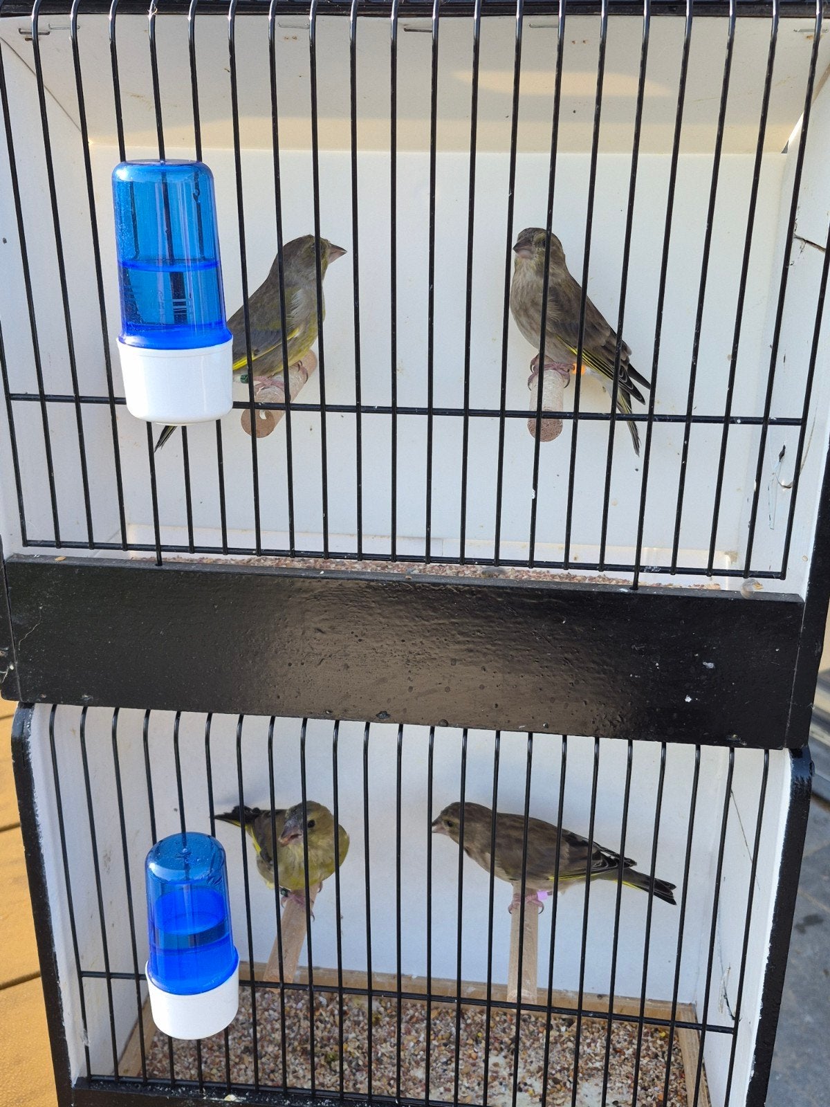 2 koppels groenvink, Meerdere dieren, Wildzangvogel, Geringd